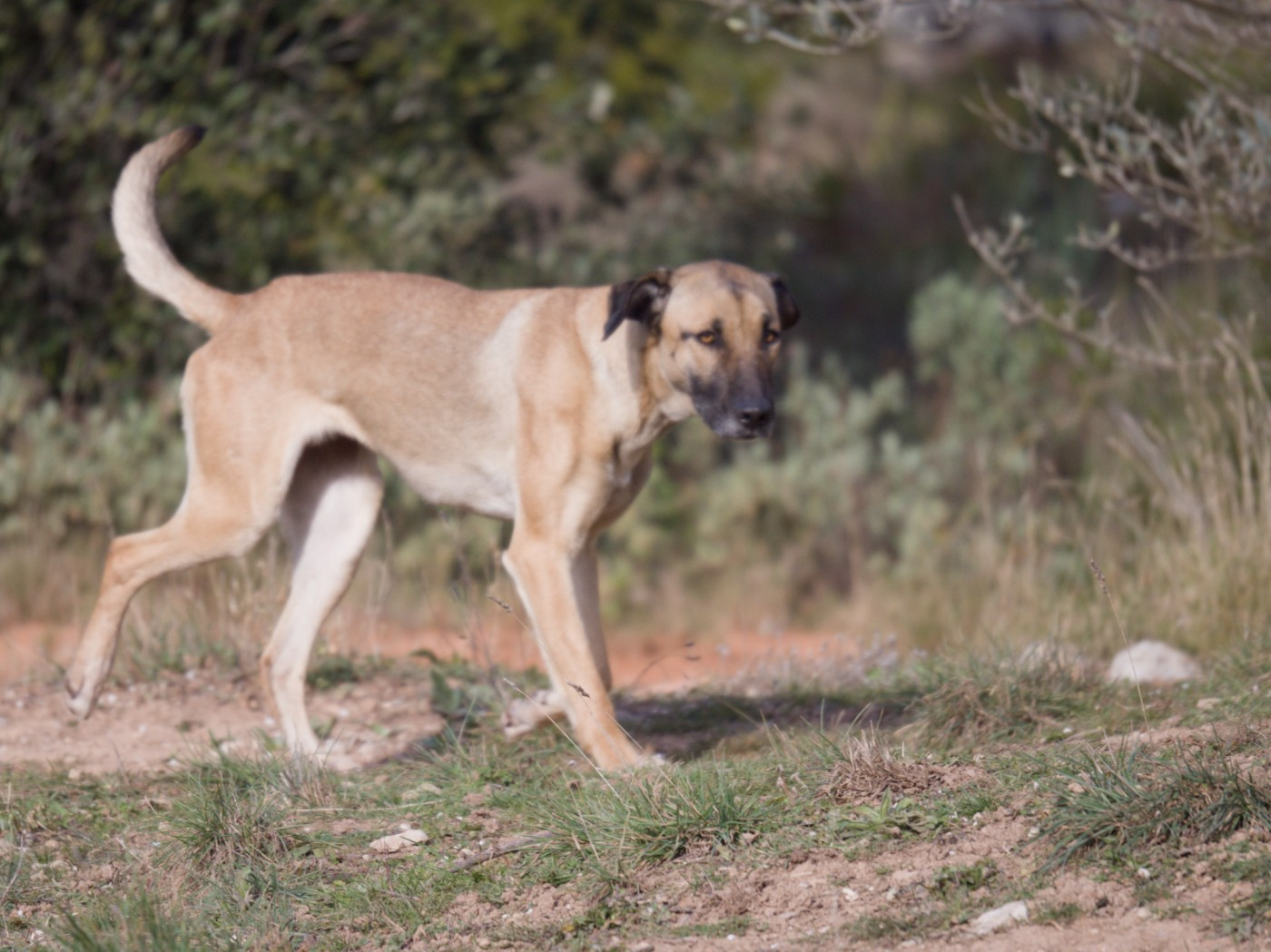 ULIES Du Mont Venturi