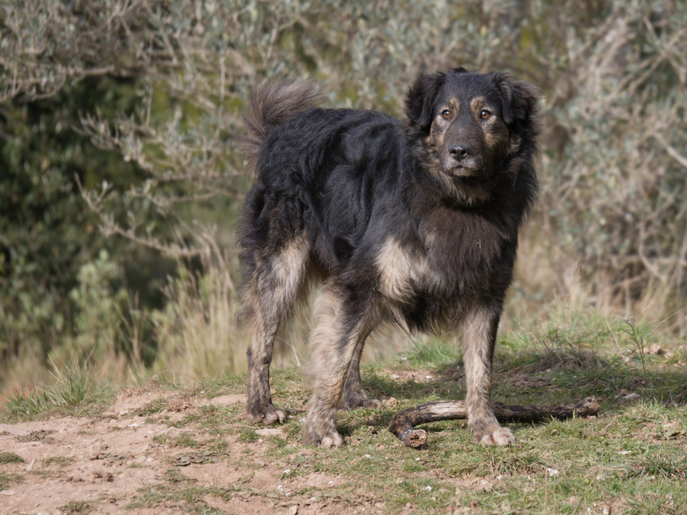URUS Du Mont Venturi