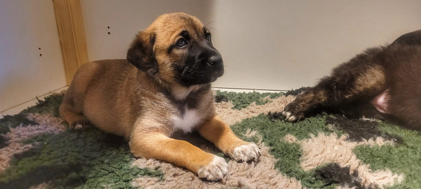 Les chiots à la maison