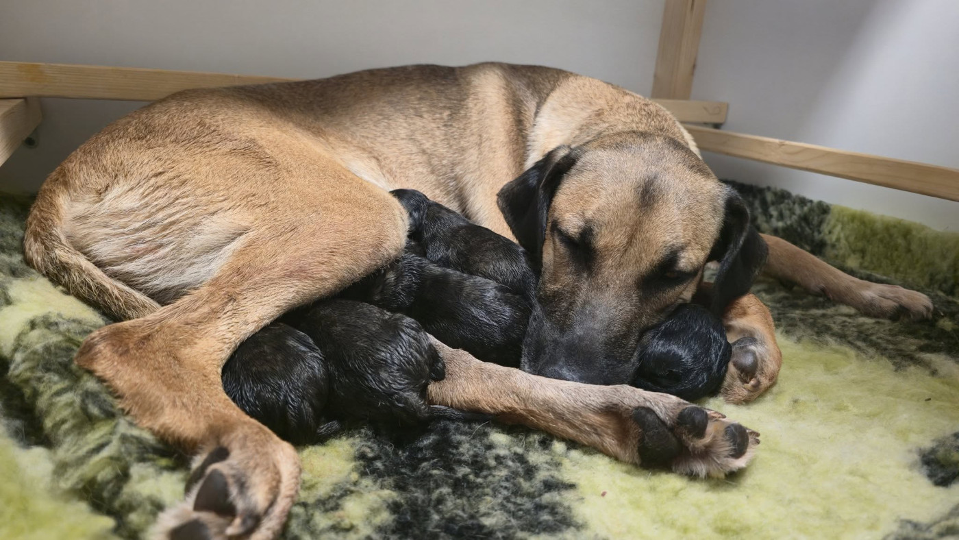 Chiot Cursinu Du Mont Venturi